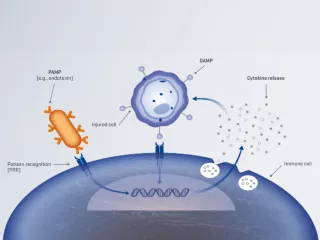 Illustration showing dysregulated inflammatory mediator response leading to cellular injury